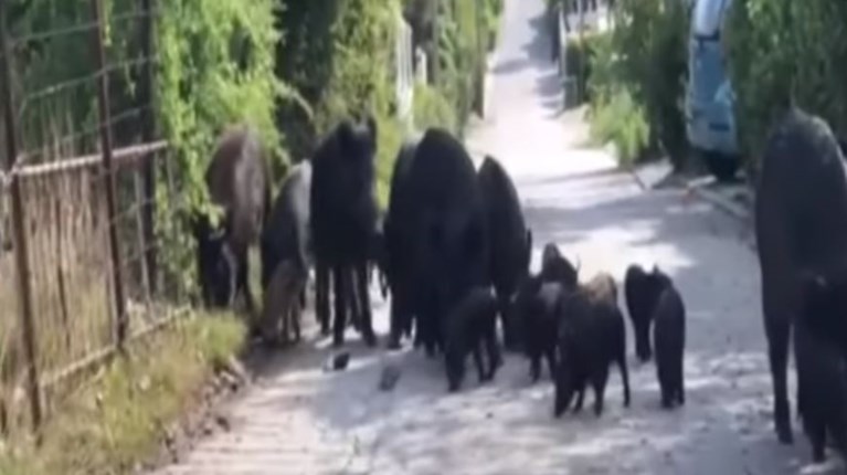 ΑΓΡΙΟΓΟΥΡΟΥΝΑ