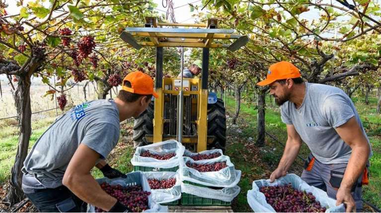 ZEUS Ακτινίδια: Η ελληνική εξαγωγική υπερδύναμη από την Πιερία που είναι το Nο.1 στη Μεγάλη Βρετανία