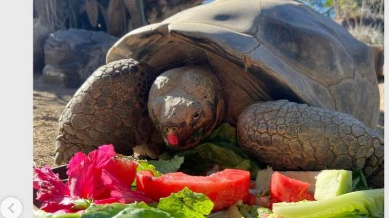 Η &quot;Βασίλισσα του Ζωολογικού Κήπου&quot; του Σαν Ντιέγκο πέθανε στα 141: Η Gramma έζησε δύο Παγκόσμιους Πολέμους
