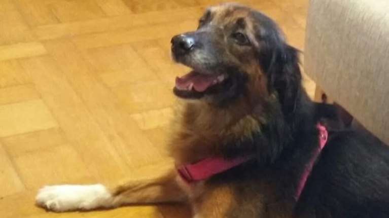 &quot;Τα κατοικίδια είναι αποσκευές&quot;: Απόφαση του Ευρωπαϊκού Δικαστηρίου μετά την απώλεια της σκυλίτσας Μόνα που χάθηκε στο αεροδρόμιο