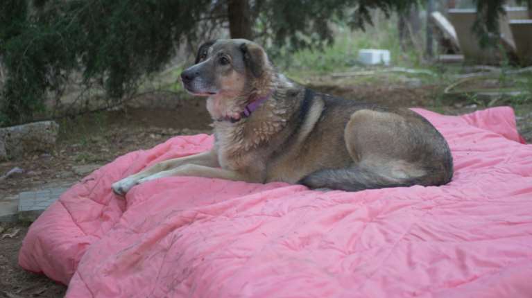 Εκκληση για κουβέρτες και παπλώματα για τα αδέσποτα από την Εθελοντική Ένωση Φιλόζωων Πετρούπολης
