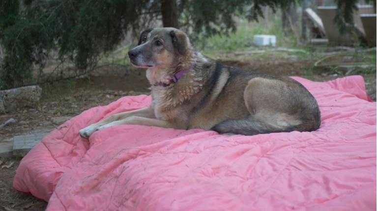 πετρουπολη