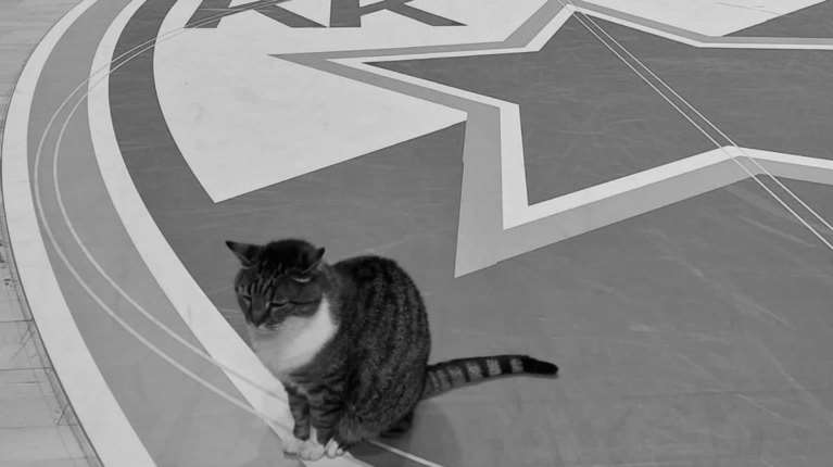 Θλίψη στον Ερυθρό Αστέρα: "Έφυγε" η Λιουμπίτσα, η γάτα που πέρασε όλη της τη ζωή στο πλευρό της ομάδας [βίντεο]