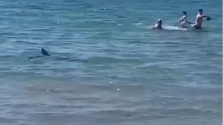 Ισπανία Αλικάντε καρχαρίας