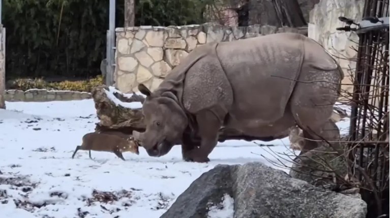 ΡΙΝΟΚΕΡΟΣ ΕΛΑΦΙ ΒΙΝΤΕΟ