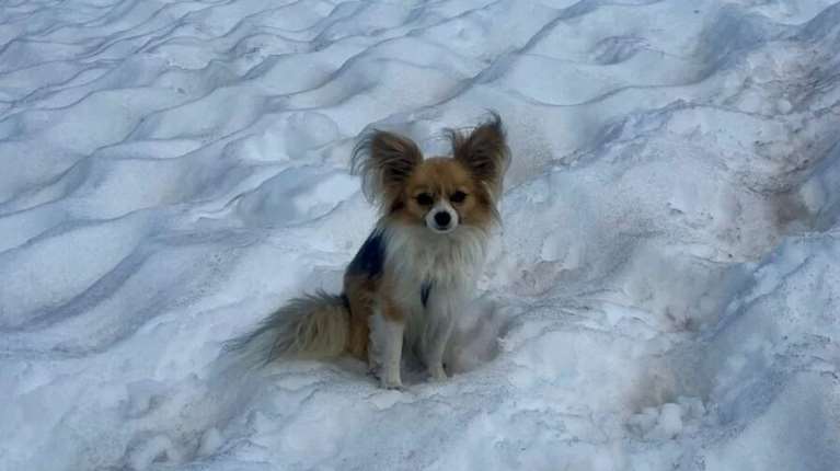 Τσιουάουα σε ρόλο Αγίου Βερνάρδου: Πώς ο μικρός σύντροφος άνδρα που έκανε πεζοπορία στις Άλπεις τον έσωσε όταν έπεσε σε σχισμή