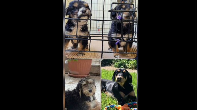 Ντονατ μπουριτο