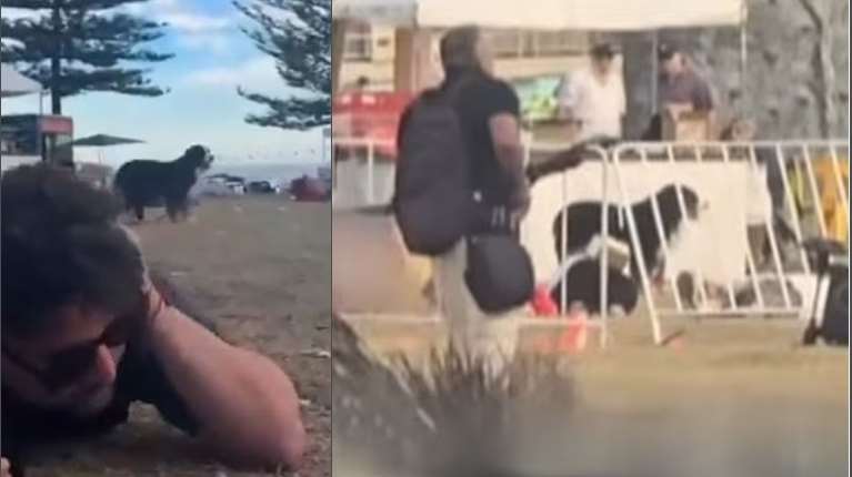 Μακελειό στο Σίδνεϊ: Συγκινεί η πιστή σκυλίτσα που έμεινε δίπλα στο νεκρό αφεντικό της στην παραλία Μπόνταϊ