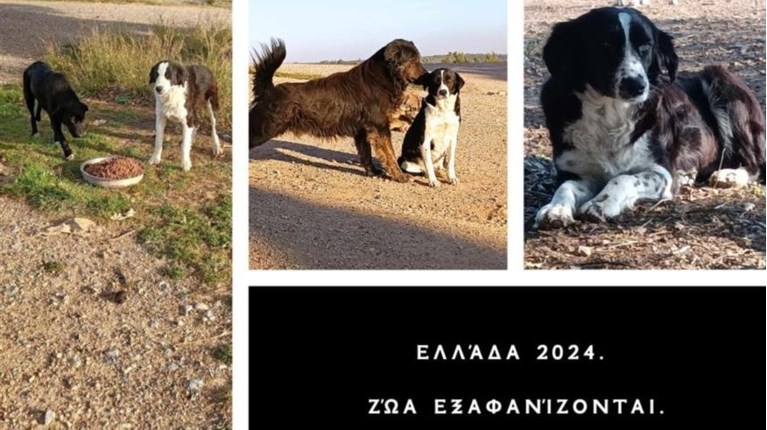 σκυλοι