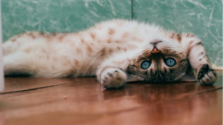 gata