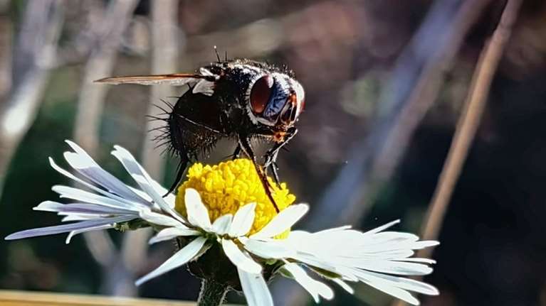 Τι θα συνέβαινε στον πλανήτη χωρίς τις μέλισσες - Οι επιπτώσεις από τη μείωση του πληθυσμού τους