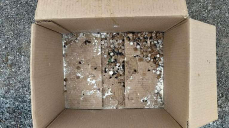 Φρίκη στη Ν. Αγχίαλο με πέντε νεκρά σκυλάκια – Τα δολοφόνησαν με φρικτό τρόπο