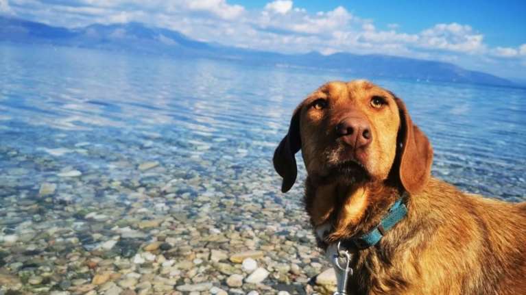 Μια ζωή στο καταφύγιο: Είναι τόσο άδικο για τη Μαρίλη - Oσο περνάνε τα χρόνια γίνεται όλο και πιο πολύ