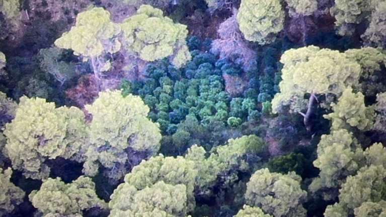 Φθιώτιδα: Εντοπίστηκε μεγάλη χασισοφυτεία μετά από επιχείρηση της ΕΛΑΣ [Εικόνες - Βίντεο]