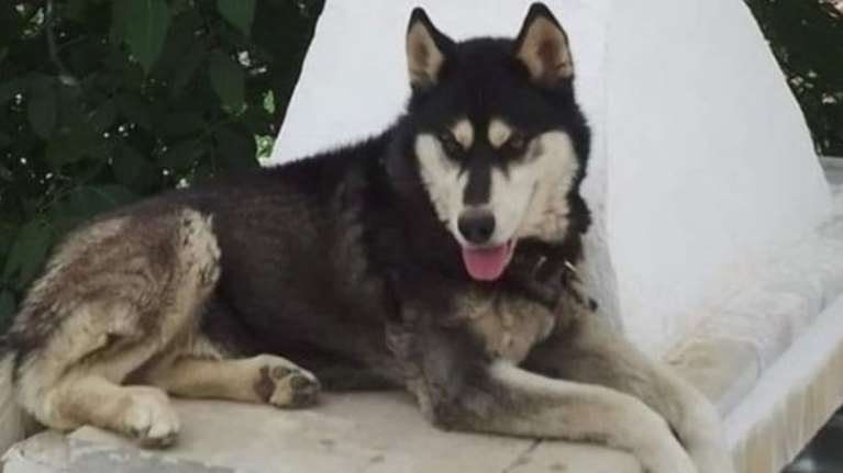 Στο αρχείο η υπόθεση της άγριας κακοποίησης και θανάτου του Όλιβερ, του χάσκι στην Αράχωβα