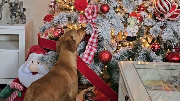 Save a Greek Stray: Τι πρέπει να έχετε στο μυαλό σας αν σχεδιάζετε να υιοθετήσετε αδεσποτάκι μέσα στις γιορτές