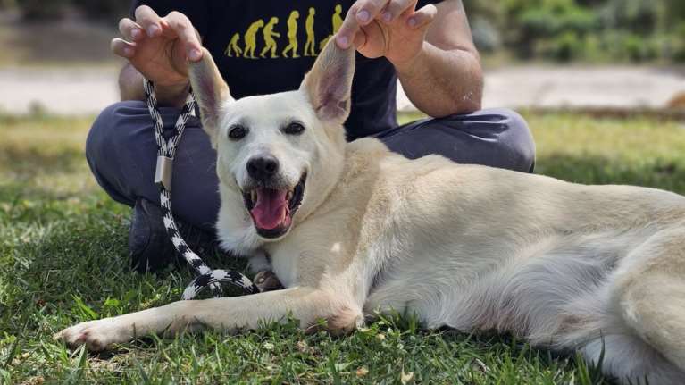 Η Πανδώρα από το δημοτικό κυνοκομείο Σπάρτης όπου ζούσε μέσα σε ένα κουτί χωρισμένο στα δύο
