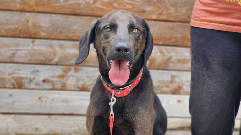 Αναγνωρίζει κάποιος αυτόν τον σκύλο; Βρέθηκε στον Διόνυσο - Η έκκληση του Save a Greek Stray