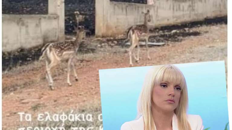 Σάσα Σταμάτη: Σοκάρει η εικόνα με τα ελάφια που περπατούν στα καμένα της Μάνδρας:  &quot;Πήρε τη φιλοζωική αλλά δεν ήρθε κανείς&quot;