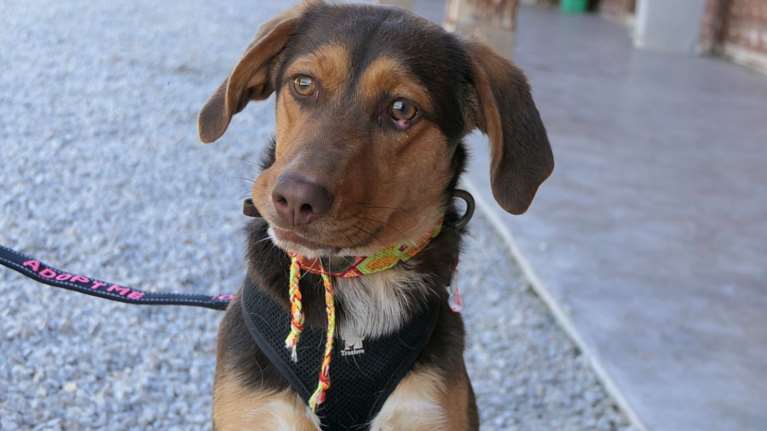 Η μαμά της Μόκα είναι μια σετερίνα τρίχρωμη και ο μπαμπάς της είναι προφανώς σοκολάτα γάλακτος