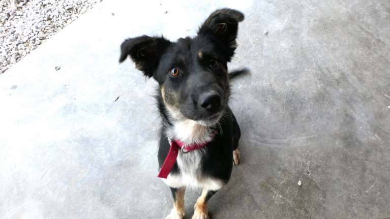 Η Ρόη βρέθηκε στον Ωρωπό, φρεσκοπαρατημένη πιθανότατα, χτυπήθηκε και από αμάξι