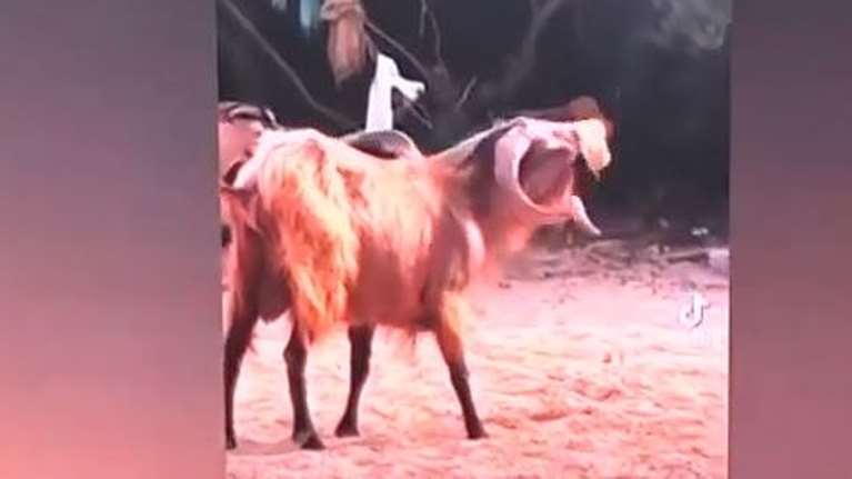 Σύβοτα: Viral ο τράγος που πίνει freddo espresso σε παραλία