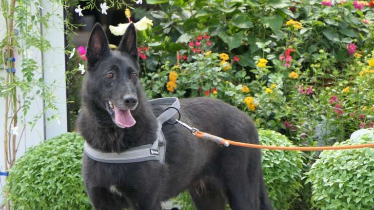 Σώστε ένα αδεσποτάκι: Θα είναι ο σκύλος σας και εσείς ο άνθρωπός της - Θα ζει μόνο για σας, και θα ναι ευτυχισμένη