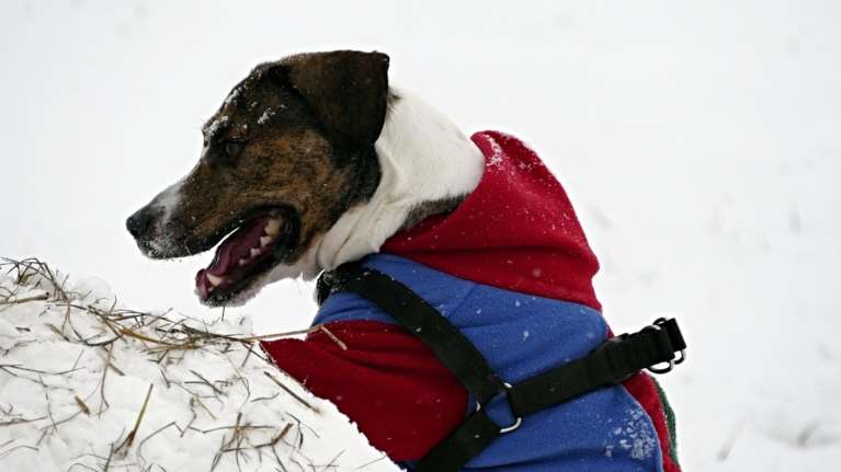 Χρειάζεται ρούχα ο σκύλος ή η γάτα σας: Μόδα ή ανάγκη;