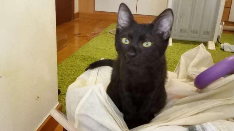 Με λένε Κιχ, γεννήθηκα σε κήπο εταιρείας: Γιατί δεν αφήνεις να μου δώσουν νερό και τροφή; Ο νόμος με προστατεύει