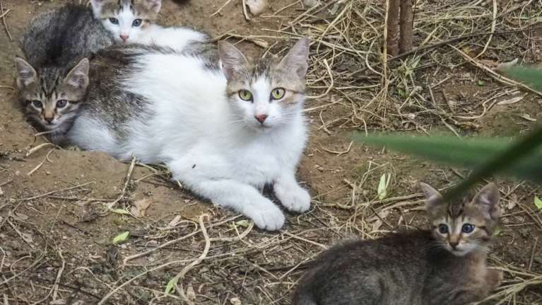 Μη ξεχάσεις τα αδέσποτα της γειτονιάς σου πριν φύγεις για διακοπές... Τι μπορούμε να κάνουμε