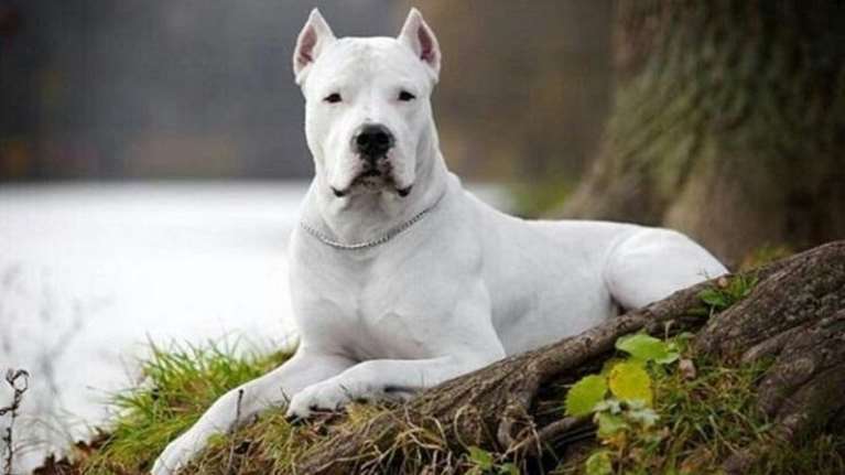 Εκπαιδεύτρια για Dogo Argentino που σκότωσε το κοκόνι: &quot;Δεν φταίει ο σκύλος, φταίει ο άνθρωπος, αυτός που τον είχε, αυτός που τον πούλησε&quot;