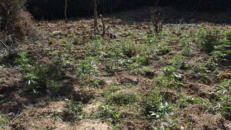 Κιλκίς: Εντοπίστηκε και δεύτερη χασισοφυτεία στη Γουμένισσα - Δύο συλλήψεις