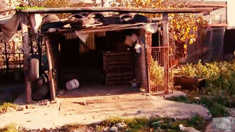 Φρίκη στη Θεσσαλονίκη: Συνέθλιψαν το κεφάλι σκύλου με τσιμεντόλιθο [Βίντεο]