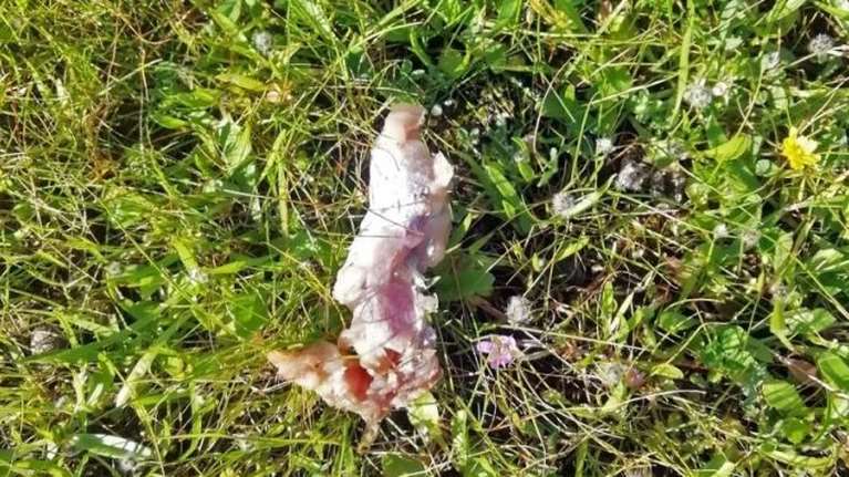 Φρίκη στο Τυμπάκι: Δηλητηρίασαν μαζικά σκύλους [εικόνες]