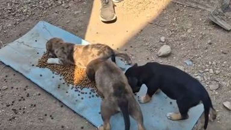 Υπάρχει μεγάλη ανάγκη για νέους εθελοντές και εθελοντές με  δικό τους όχημα - Τα &quot;Φαντασματάκια&quot; κάνουν έκκληση