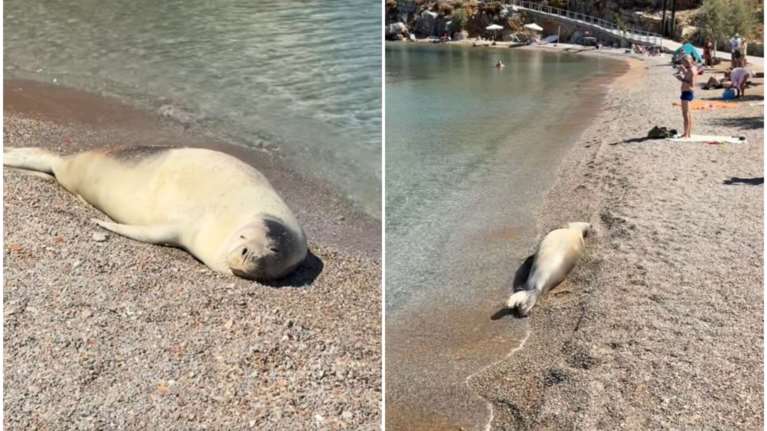 Σύμη: Φώκια έκανε την ηλιοθεραπεία της στην παραλία Γυάλα [βίντεο]