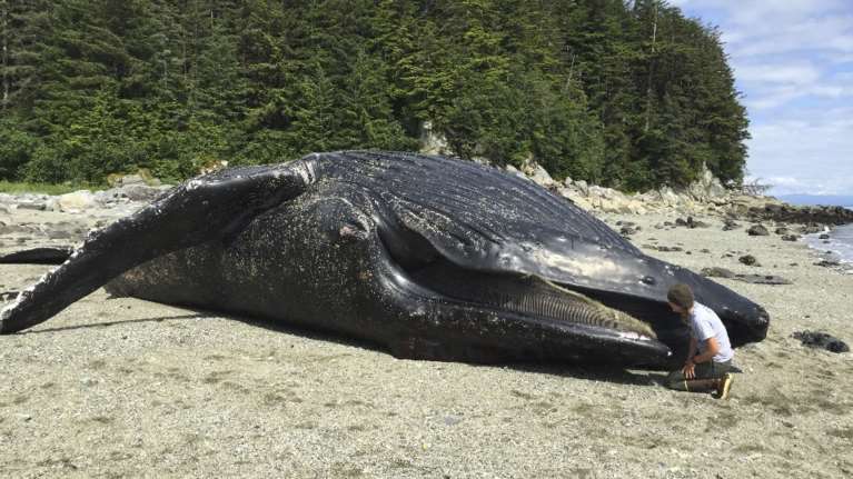 Τα θαλάσσια &quot;κύματα θερμότητας&quot; εξαπλώνονται σε όλο τον κόσμο και έχουν δραματικές επιπτώσεις