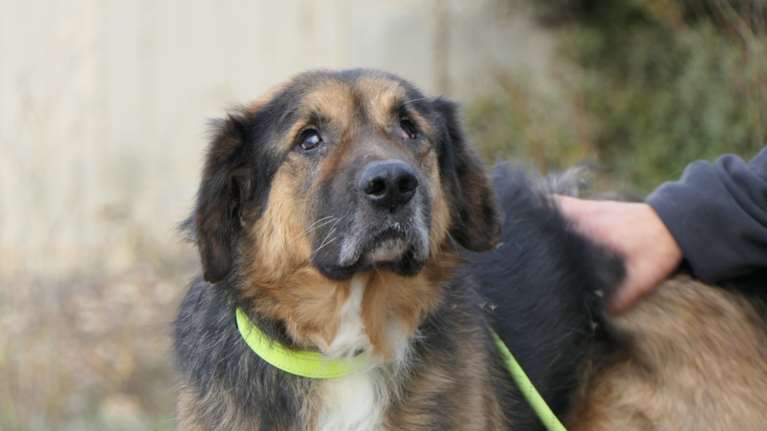 Παρόλο που είναι τυφλός, του αρέσει πολύ η βόλτα -  O Πανκ σε κάνει να αναρωτιέσαι πώς να ήταν άραγε όταν έβλεπε