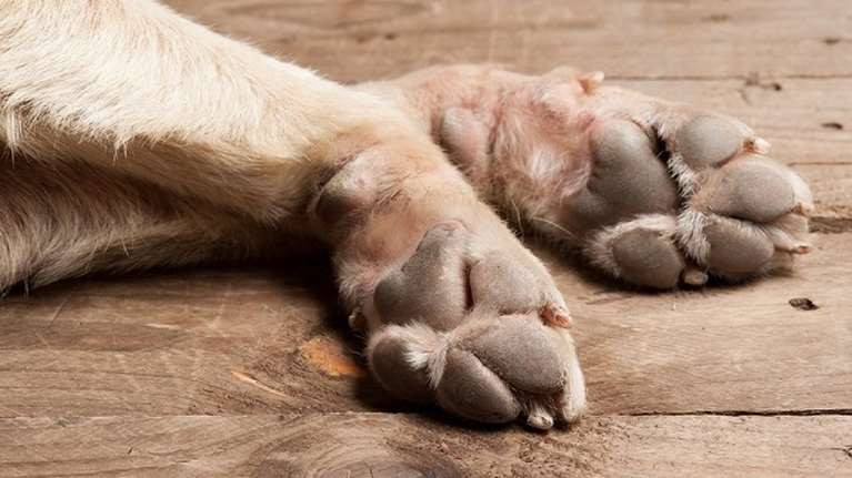 Φρίκη στη Σαλαμίνα: Σκύλος βρέθηκε κρεμασμένος - Τι καταγγέλλει η πρόεδρος του Φιλοζωικού Συλλόγου &quot;Καρδιά&quot;