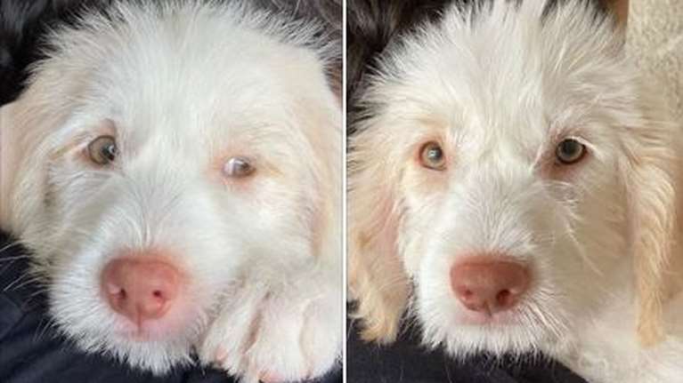 Αυτά τα μεταξωτά πλάσματα γεννήθηκαν ανεπιθύμητα και βρέθηκαν παρατημένα κάπου στην ελληνική επαρχία