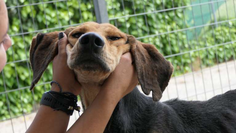 Σώστε ένα αδεσποτάκι: Είμαι ο Μενέλαος από το κολαστήριο της Σπάρτης - Δεν ξέρω πώς άντεξα