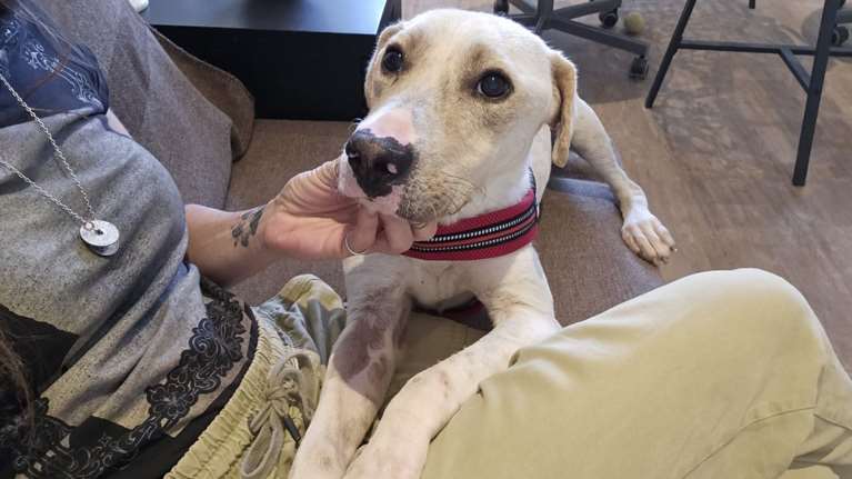 Σώστε ένα αδεσποτάκι: Ο Αλμπι με την καρδιά στη μύτη - &quot;Πού ήσουνα τόσο καιρό; Μου έλειψες&quot;