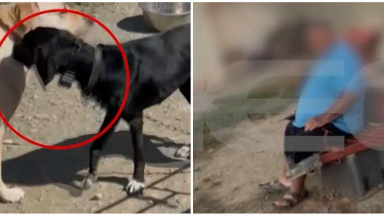 Κτηνωδία στην Κρήτη - Εξοργιστικός ο 67χρονος: ''Έβαλα το ηλεκτρικό κολάρο στο σκύλο για να τον εκπαιδεύσω''