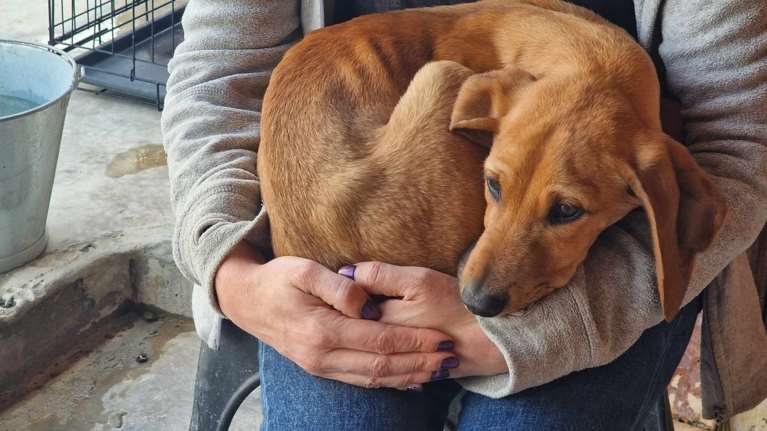 &quot;Στους φίλους μου στολίσανε και στρώσανε φλοκάτες&quot;: Να σας συστηθεί και επίσημα, τον λένε Τορίνο