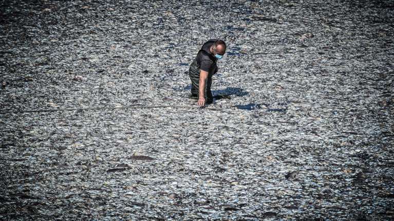 Σχηματίστηκε η δικογραφία για τα ψάρια της λίμνης Κάρλας που μόλυναν τον Παγασητικό - Εκατοντάδων σελίδων το πόρισμα