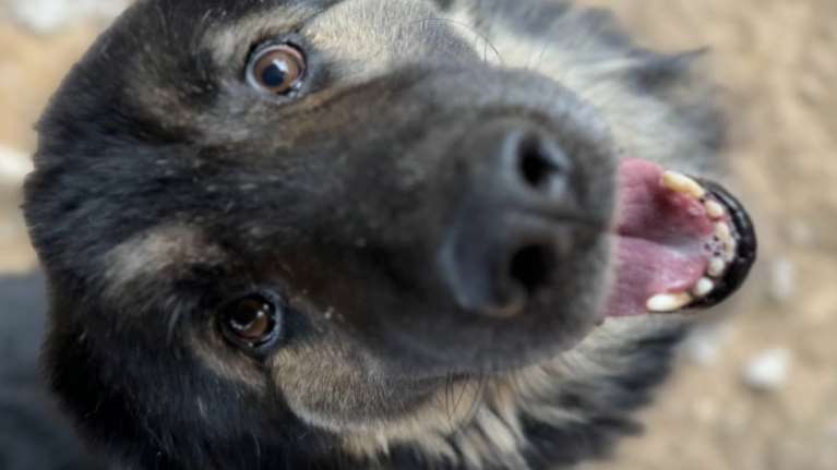 Όταν ήταν μικρός ο Μαξ, κάποιος θεώρησε σωστό να του βάλει ένα σχοινί στο λαιμό...