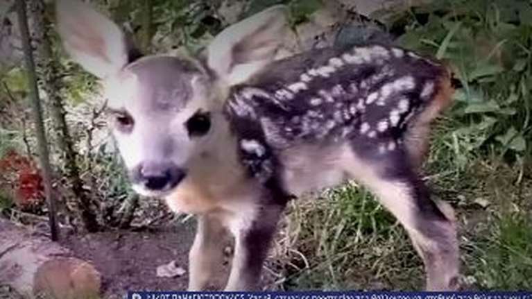 Ο &quot;Μάρλον Μπράντο&quot; επέστρεψε στο φυσικό του περιβάλλον - Το μικρό ζαρκάδι είχε χτυπηθεί από αυτοκίνητο