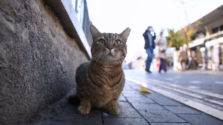 Φρίκη στη Λέσβο: Συνελήφθη 62χρονος που σκότωσε γάτα με καλάμι ψαρέματος