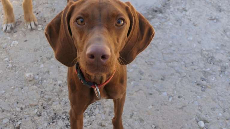 Η Μόλυ έχει τον χαρακτήρα του καλόψυχου κυνηγόσκυλου, χωρίς αυτοπεποίθηση γιατί δεν έχει ζήσει όπως πρέπει