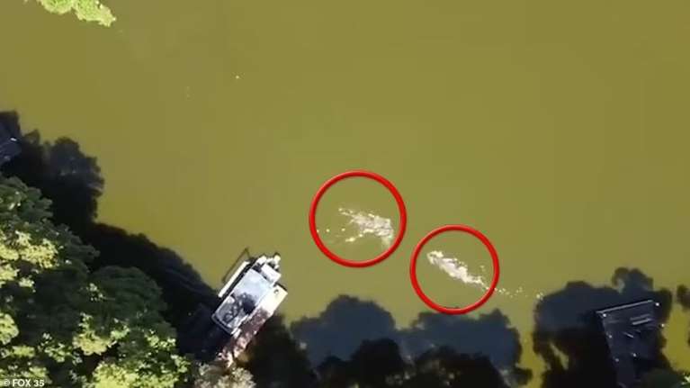 Η απίστευτη στιγμή που πυροσβέστης δέχεται επίθεση από αλιγάτορα και επιβιώνει από θαύμα - Τρομακτικό βίντεο